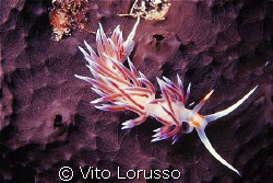Nudibranchs - Cratena peregrina by Vito Lorusso 